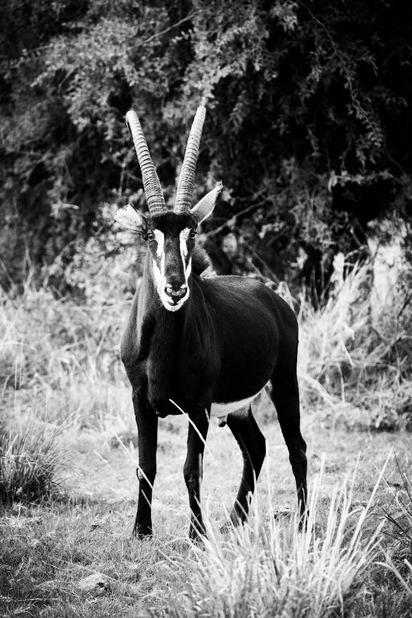 Letamo At Qwabi Private Game Reserve By Newmark Bela-Bela Exteriör bild