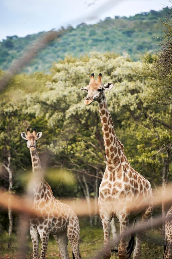 Letamo At Qwabi Private Game Reserve By Newmark Bela-Bela Exteriör bild