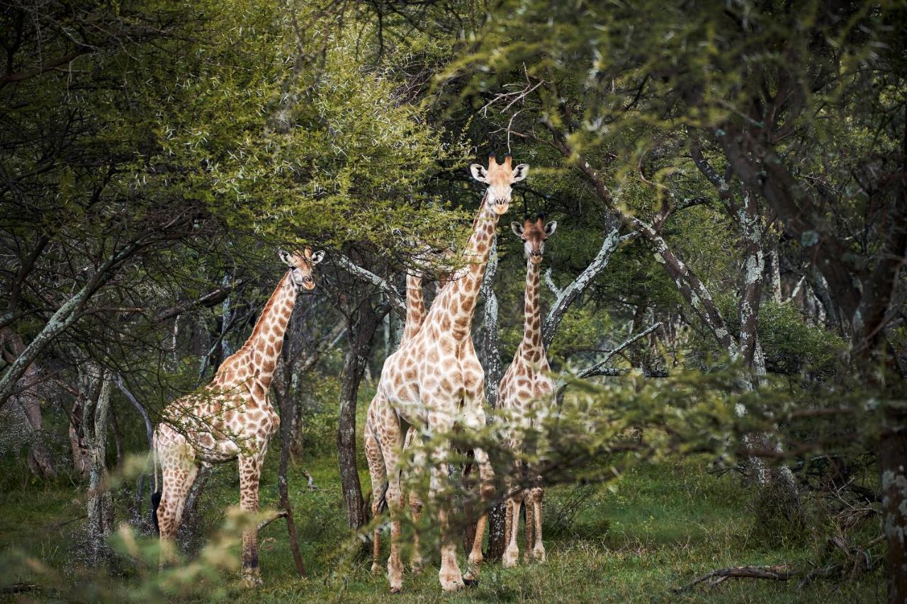 Letamo At Qwabi Private Game Reserve By Newmark Bela-Bela Exteriör bild