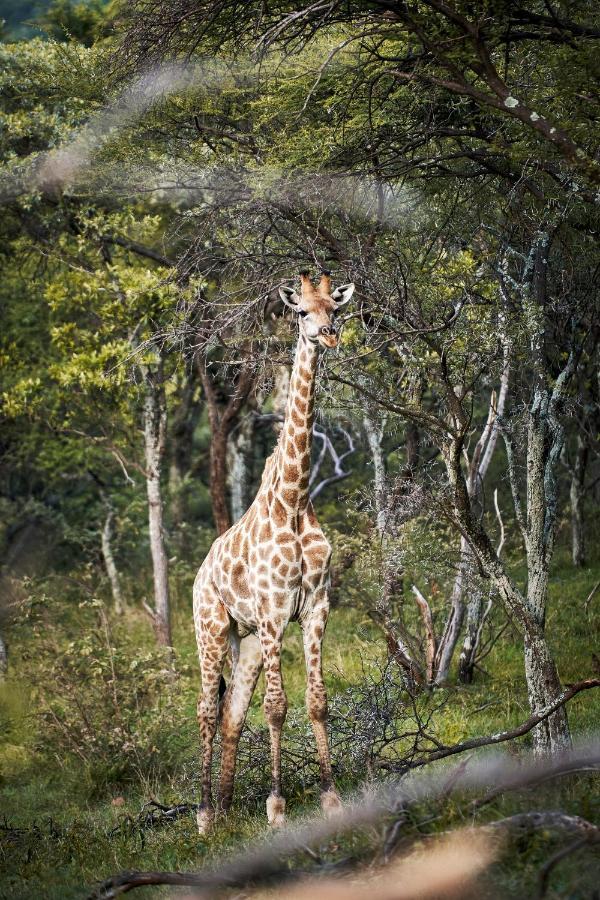 Letamo At Qwabi Private Game Reserve By Newmark Bela-Bela Exteriör bild